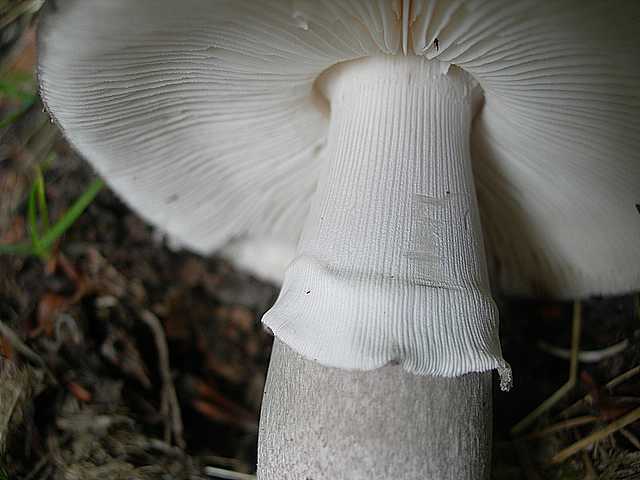 Primizie estive nel Jura francese